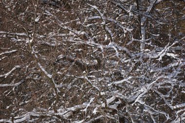 Tree branch covered with snow in winter