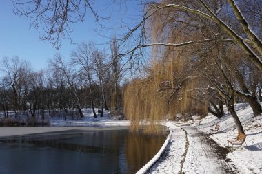 Willow trees on lake shore in winter