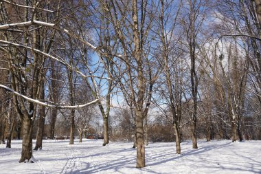 Park in winter at daytime