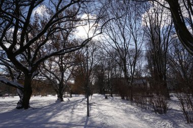 Sun casting shadows through trees in winter