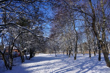 Park in winter at daytime