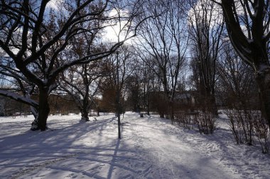 Sun casting shadows through trees in winter