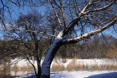 Park in winter at daytime