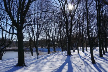 Sun casting shadows through trees in winter