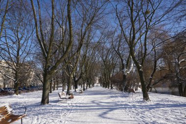 Park in winter at daytime