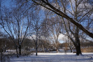 Park in winter at daytime