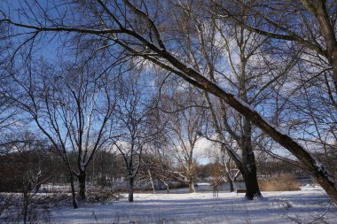 Park in winter at daytime
