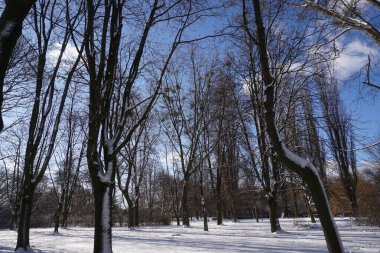 Park in winter at daytime