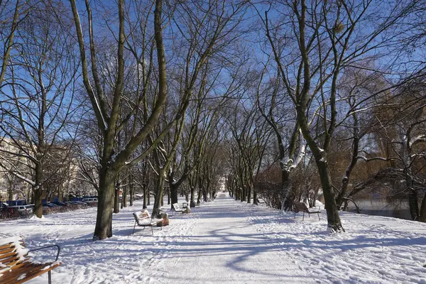 Park in winter at daytime