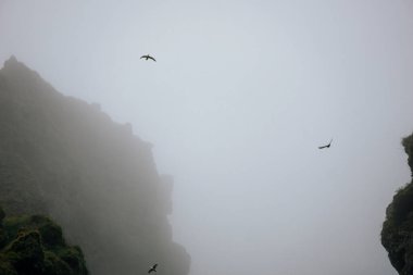 Birds flying in fog at Raudfeldsgja Gorge on Snaefellsnes Peninsula in Iceland