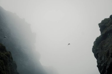 Birds flying in fog at Raudfeldsgja Gorge on Snaefellsnes Peninsula in Iceland