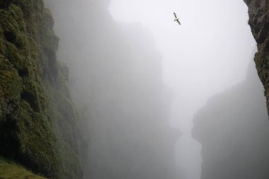 Birds flying in fog at Raudfeldsgja Gorge on Snaefellsnes Peninsula in Iceland