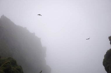 Birds flying in fog at Raudfeldsgja Gorge on Snaefellsnes Peninsula in Iceland