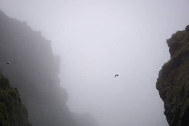 Birds flying in fog at Raudfeldsgja Gorge on Snaefellsnes Peninsula in Iceland