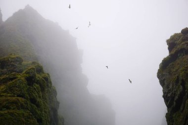 Birds flying in fog at Raudfeldsgja Gorge on Snaefellsnes Peninsula in Iceland