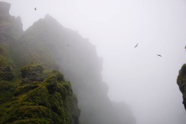 Birds flying in fog at Raudfeldsgja Gorge on Snaefellsnes Peninsula in Iceland