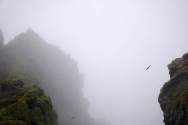 Birds flying in fog at Raudfeldsgja Gorge on Snaefellsnes Peninsula in Iceland