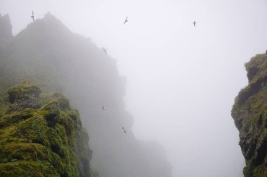 Birds flying in fog at Raudfeldsgja Gorge on Snaefellsnes Peninsula in Iceland