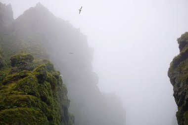 Birds flying in fog at Raudfeldsgja Gorge on Snaefellsnes Peninsula in Iceland