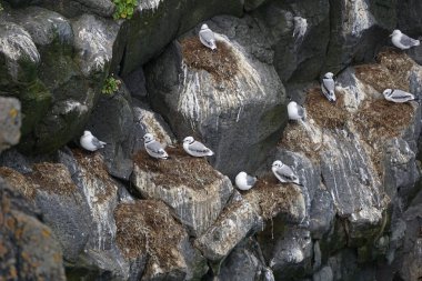 Arnastrapi, İzlanda 'da kayalık kayalıklarda oturan martılar.