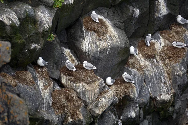 Burung Camar Duduk Tebing Berbatu Arnastrapi Islandia — Stok Foto