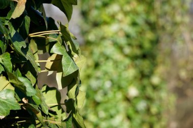 Ivy ağaçta yaprak bırakıyor - seçici odak - bokeh etkisi