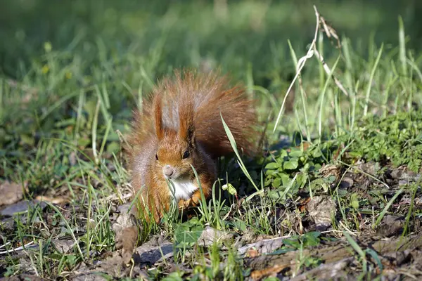 公园草地上的生姜松鼠 — 图库照片
