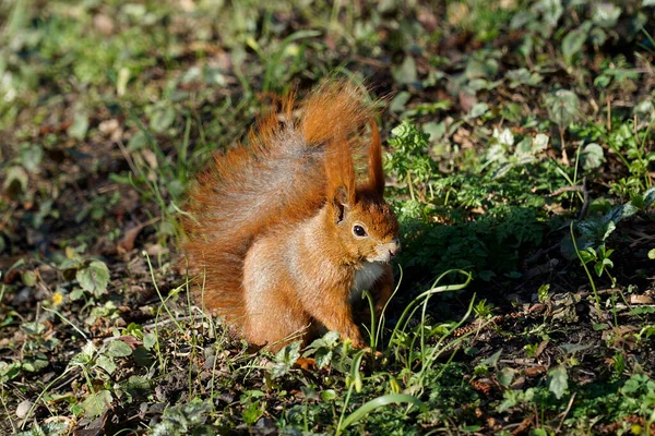 Ingwer Eichhörnchen Auf Gras Park — Stockfoto