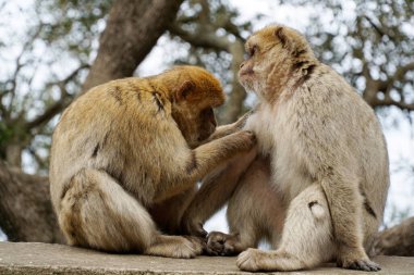 İki Barbar Makak, biri maymun, diğeri de maymun.