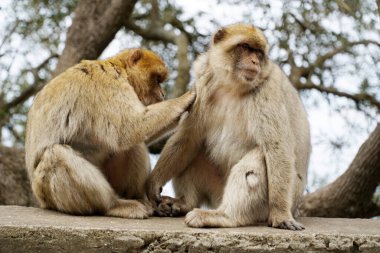 İki Barbar Makak, biri maymun, diğeri de maymun.