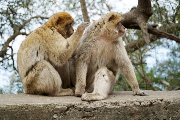 Δύο Barbary Macaques Ένα Κατοικίδιο Ζώο Μαϊμού Δεύτερο — Φωτογραφία Αρχείου