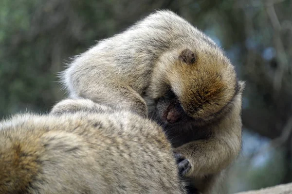 바바리 마카크 원숭이 — 스톡 사진