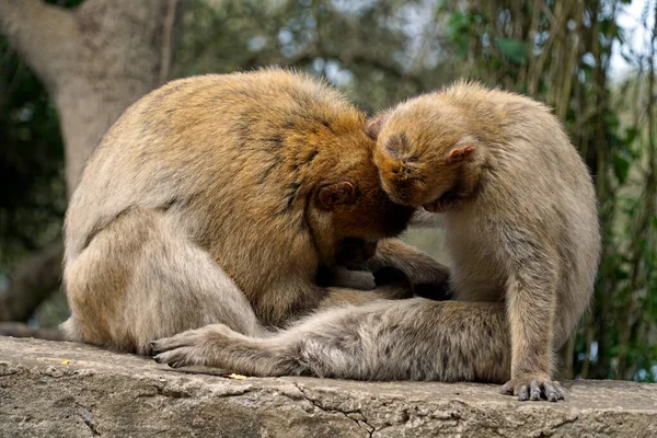 Two Barbary Macaques One Monkey Pets Second One — Stock Photo, Image
