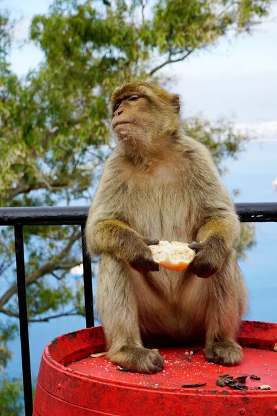 Mono Macaco Berbería Sentado Barril Comiendo Rollo — Foto de Stock