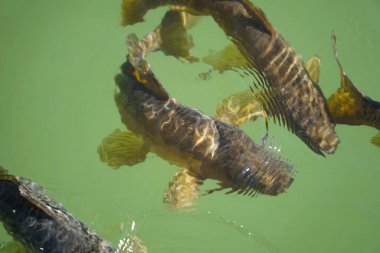 Gölette yüzen balık sürüsü - yukarıdan manzara