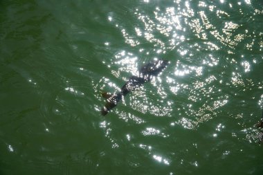 Havuzda yüzen tek bir balık, yukarıdan görünüyor.