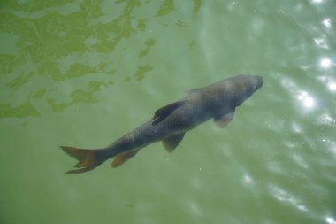 Havuzda yüzen tek bir balık, yukarıdan görünüyor.