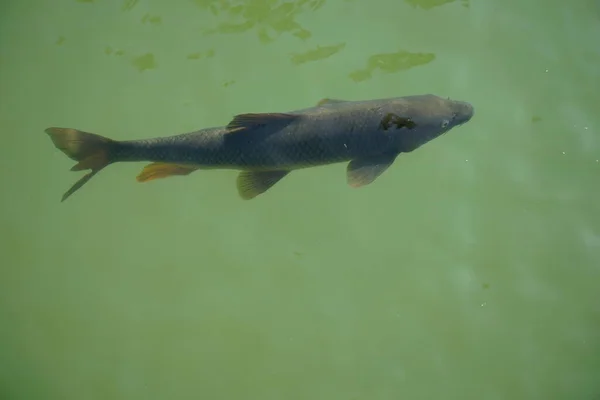 Egyedülálló Hal Úszás Tóban Kilátás Felülről — Stock Fotó