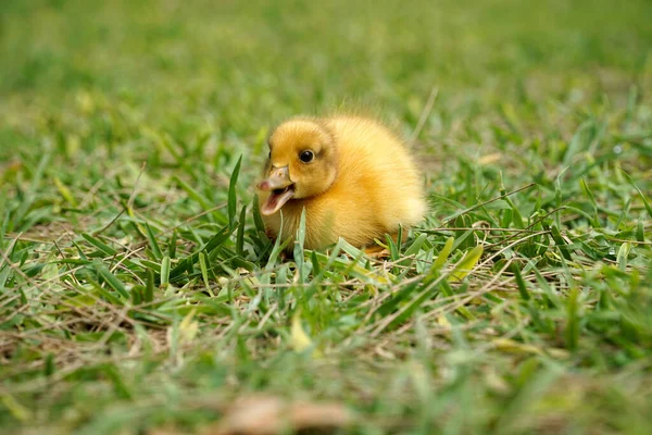 Yellow Nestling Duck Open Mouth Grass — Stock Photo, Image