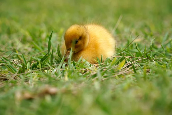 黄鸭窝在草地上 — 图库照片