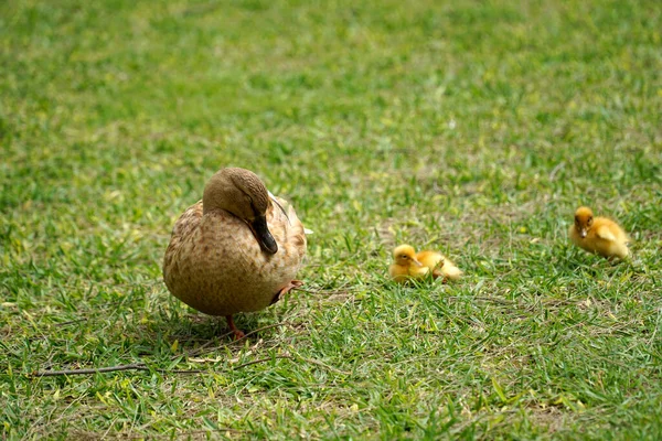 Mother Duck Two Nestlings Grass — Stock Photo, Image