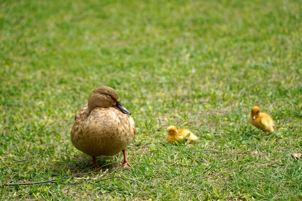 Entenmutter Und Zwei Nestlinge Gras — Stockfoto