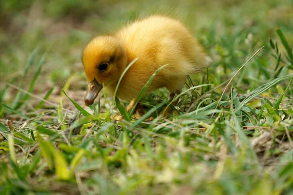 Gelbe Ente Schmiegt Sich Gras — Stockfoto