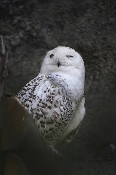 White Owl Sitting One Eye Open Wooden Log — Stock Photo, Image
