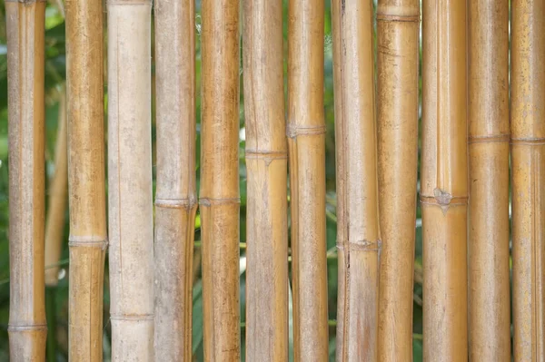 Pared Madera Bambú Fondo —  Fotos de Stock