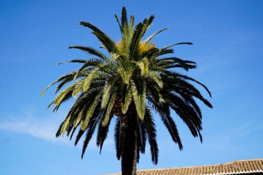 Arka planda tek palmiye ve gökyüzü