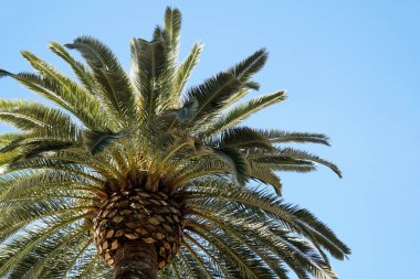 Arka planda tek palmiye ve gökyüzü