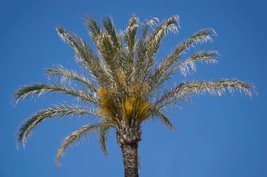 Arka planda tek palmiye ve gökyüzü