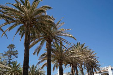 Arka planda palmiye ağaçları ve gökyüzü