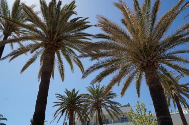 Arka planda palmiye ağaçları ve gökyüzü